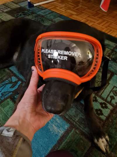 Erfahrungen, Tipps, Hilfen Schäferhundkeratitis ... "Selbsthilfegruppe"-Beitrag-Bild