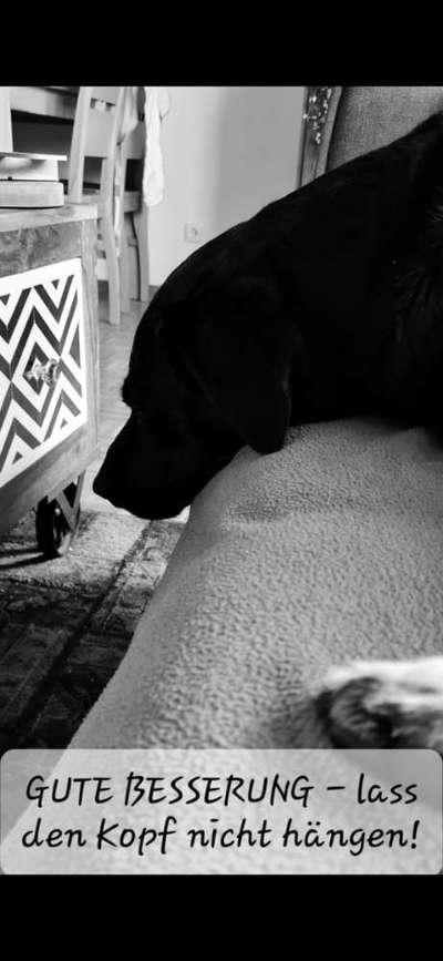 Hund abgeben?-Beitrag-Bild