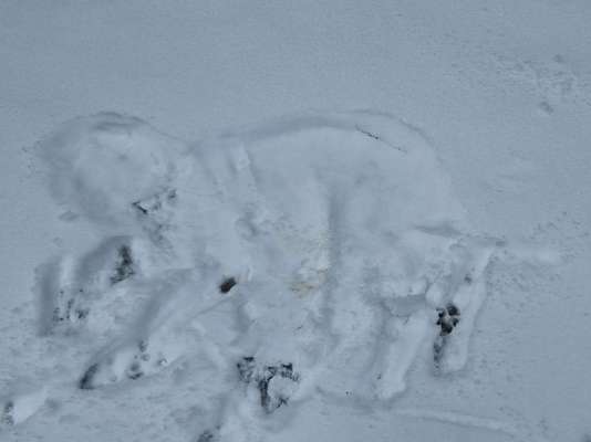 Schnee Foto-Beitrag-Bild