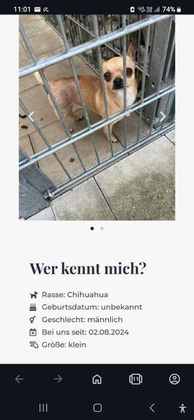 Entlaufene, Gefundene und Vermisste Hunde-Beitrag-Bild