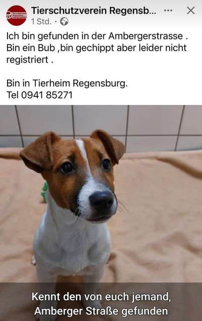Entlaufene, Gefundene und Vermisste Hunde-Beitrag-Bild