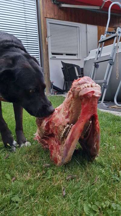 Zeigt her Eure Futternäpfe-Beitrag-Bild