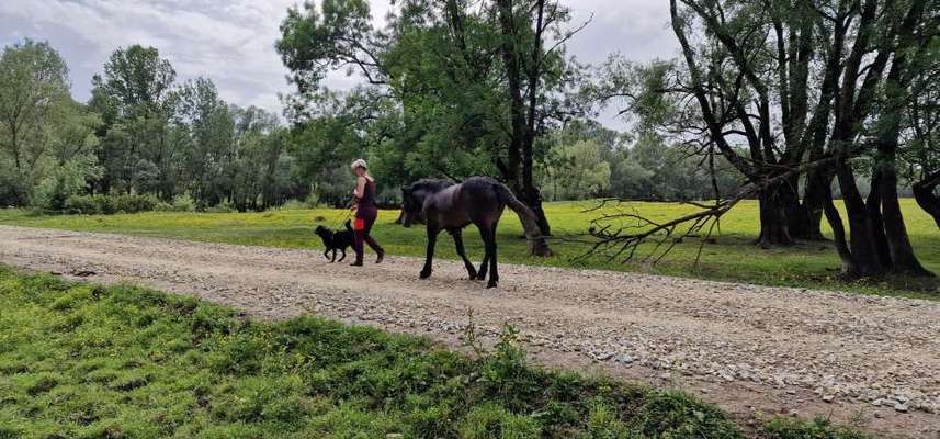 35. Impulskontrollübung "Kontakt mit anderen Tieren"-Beitrag-Bild