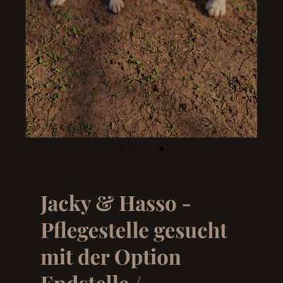 Tierschutzhunde suchen ein Zuhause-Beitrag-Bild