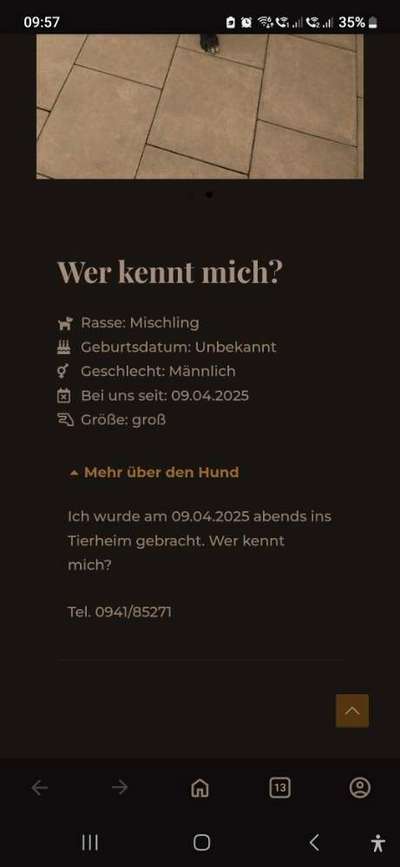 Entlaufene, Gefundene und Vermisste Hunde-Beitrag-Bild