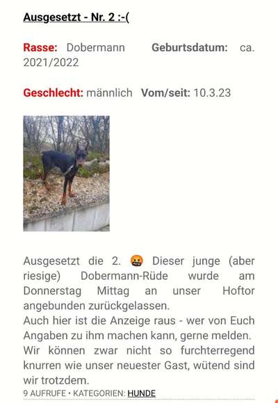 Mein Hund, meine Verantwortung-Beitrag-Bild