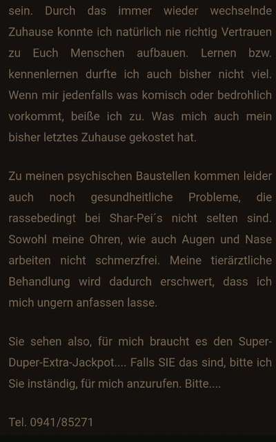 Tierschutzhunde suchen ein Zuhause-Beitrag-Bild
