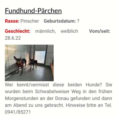 Entlaufene, Gefundene und Vermisste Hunde-Beitrag-Bild