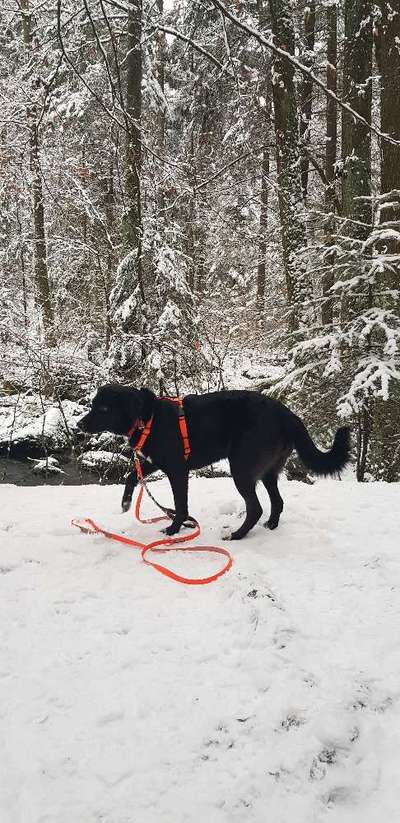 Austausch und Bilder unserer Schäferhund-Labrador mischlinge-Beitrag-Bild