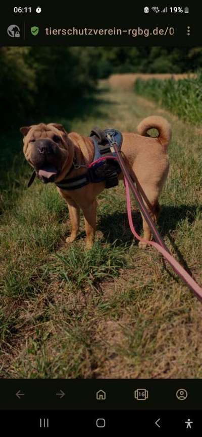 Tierschutzhunde suchen ein Zuhause-Beitrag-Bild