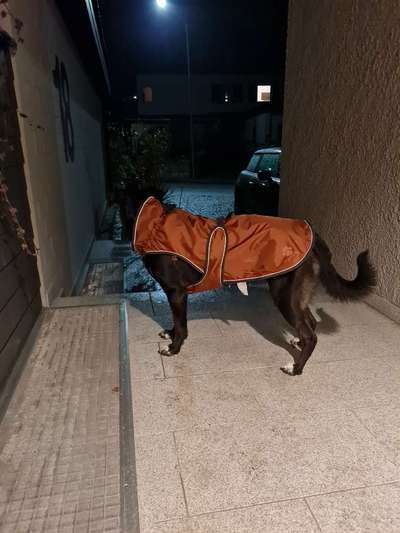 Blinkende Leuchthalsbänder, schädlich für Mensch und Hund-Beitrag-Bild