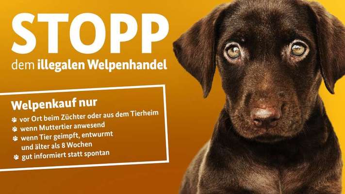 Hundetreffen-Aktiv gegen illegalen Welpenhandel-Bild
