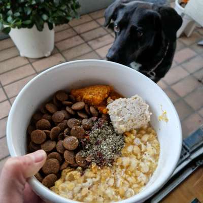 vegane Hundeernährung-Beitrag-Bild