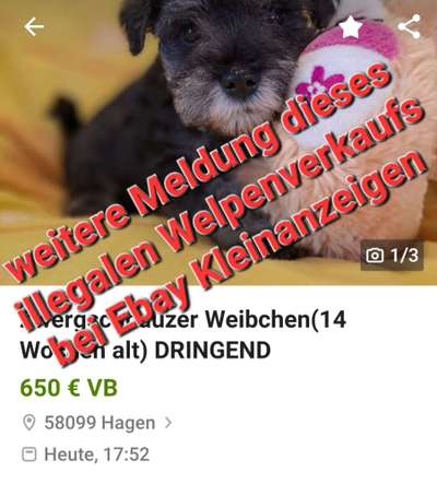 Verdacht auf illegalen Welpenhandel - wo melden?-Beitrag-Bild