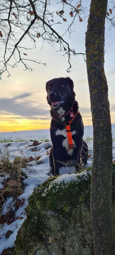 Die Dogorama Kalender Challenge Teil 2/4-Beitrag-Bild