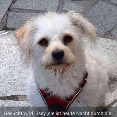Suchmeldung-Lissy-Bild