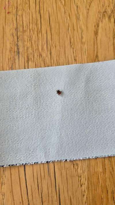 Zecken Meldung an NABU und RKI- macht ihr mit?-Beitrag-Bild