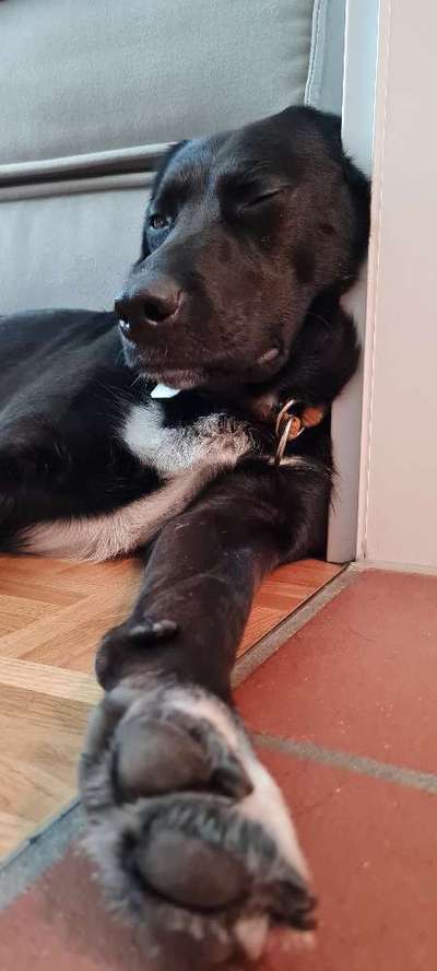 Black dogs are beautiful-Beitrag-Bild