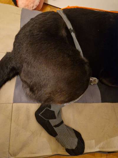 Happy Tail Syndrome - Tipps für Verband an Rute?-Beitrag-Bild