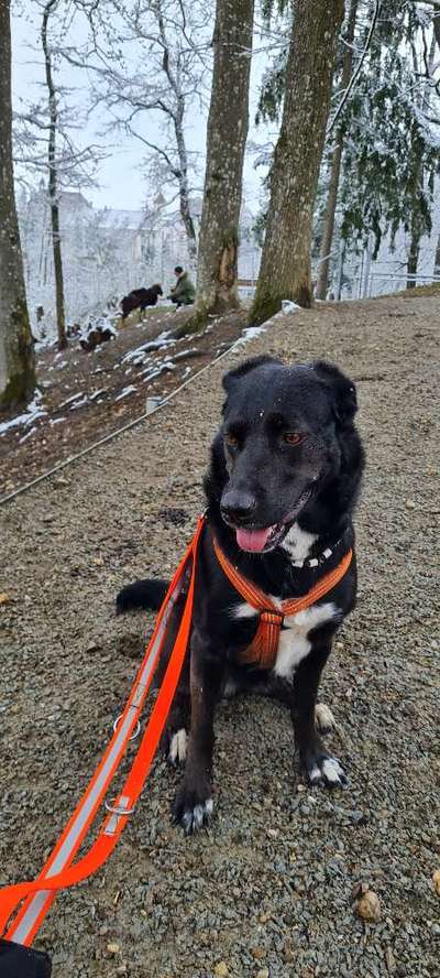 Blinkende Leuchthalsbänder, schädlich für Mensch und Hund-Beitrag-Bild