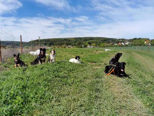 35. Impulskontrollübung "Kontakt mit anderen Tieren"-Beitrag-Bild
