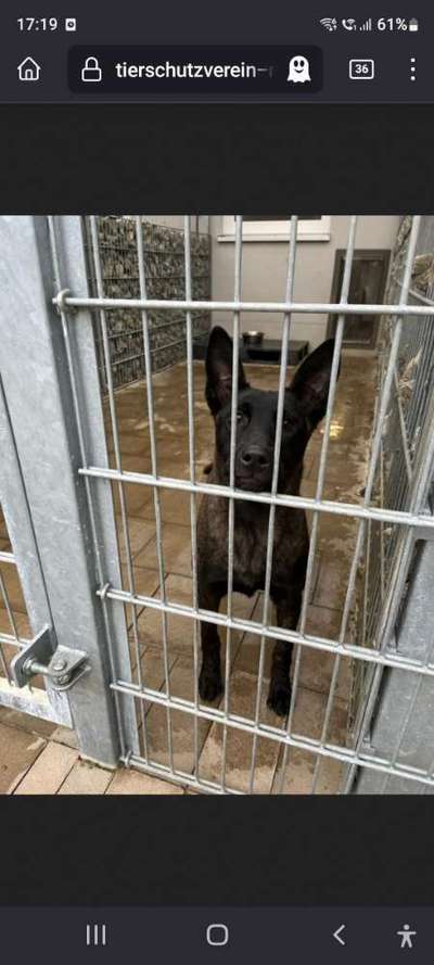 Mein Hund, meine Verantwortung-Beitrag-Bild