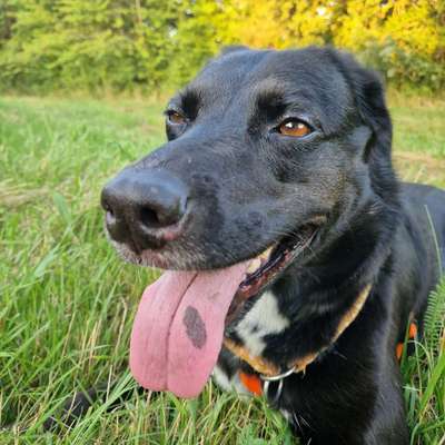 Eichenprozessionsspinner-Beitrag-Bild