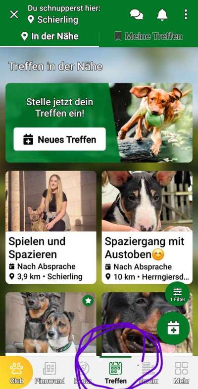 Verabreden zu gemeinsame Hunde Spaziergängen-Beitrag-Bild