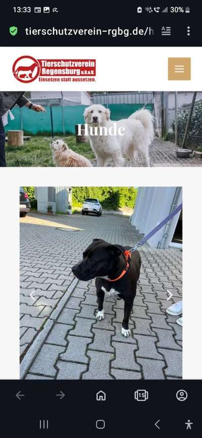 Entlaufene, Gefundene und Vermisste Hunde-Beitrag-Bild