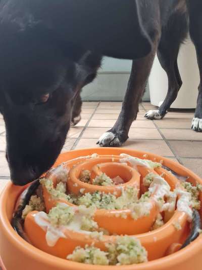 Zeigt her Eure Futternäpfe-Beitrag-Bild