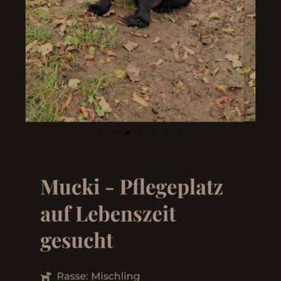 Tierschutzhunde suchen ein Zuhause-Beitrag-Bild