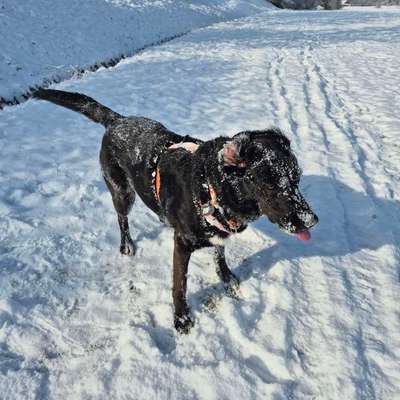 Nur die harten kommen in den Garten-Beitrag-Bild