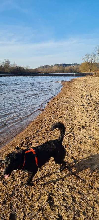 Austausch und Bilder unserer Schäferhund-Labrador mischlinge-Beitrag-Bild