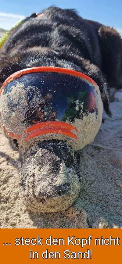 Erfahrungen, Tipps, Hilfen Schäferhundkeratitis ... "Selbsthilfegruppe"-Beitrag-Bild