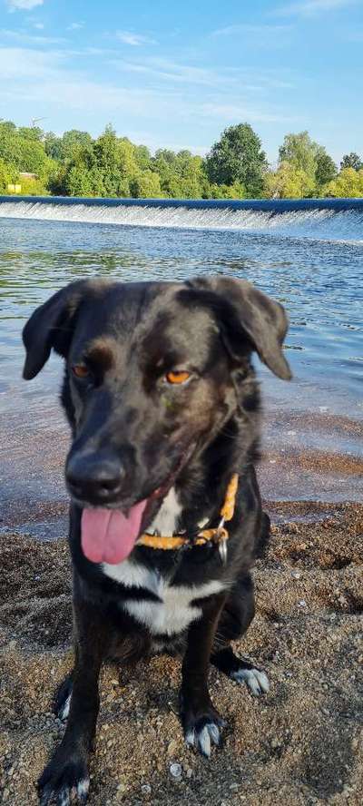 Black dogs are beautiful-Beitrag-Bild