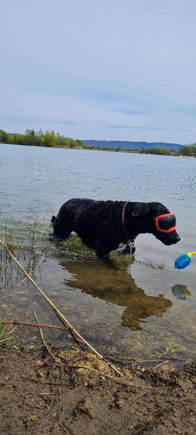 Erfahrungen, Tipps, Hilfen Schäferhundkeratitis ... "Selbsthilfegruppe"-Beitrag-Bild