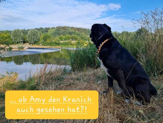 35. Impulskontrollübung "Kontakt mit anderen Tieren"-Beitrag-Bild