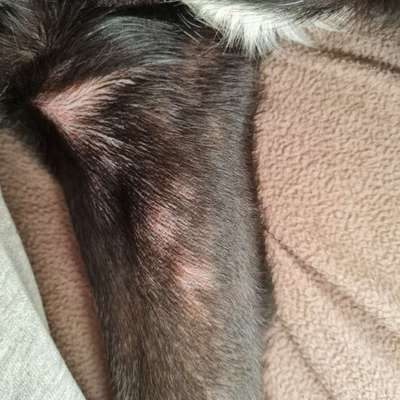 Kratzen und Ausschlag-Beitrag-Bild