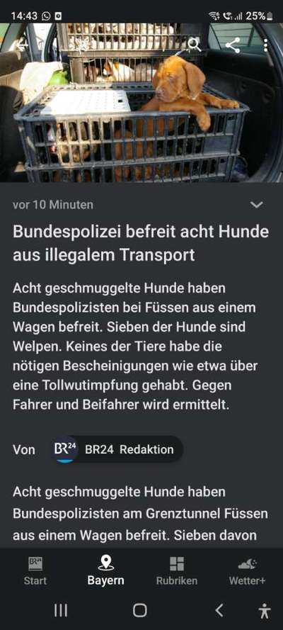 Welpen-/Hundekauf,Welpenhandel=Informationen und Hilfe-Beitrag-Bild