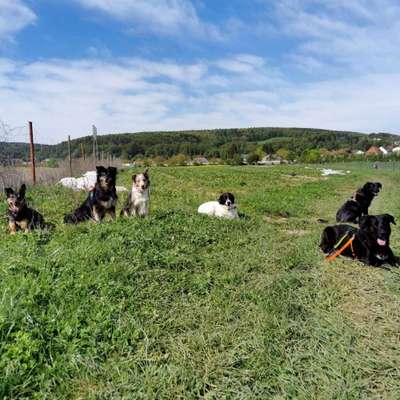 Hundetreffen-Begegnungswalk-Bild