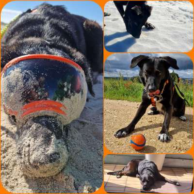 52. Collagenchallenge: Dein Hund im Sonnenschein-Beitrag-Bild