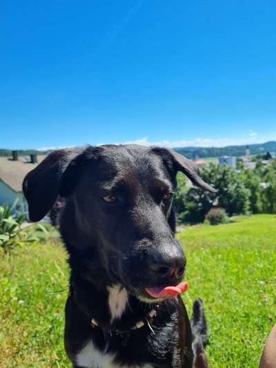 Black dogs are beautiful-Beitrag-Bild