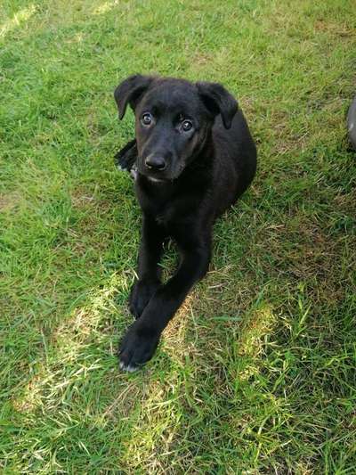 Hundetreffen-...welpen für.. fee (5monate)... gemeinsame spiel- und gassi_runden... mit welpen oder junghunden-Bild
