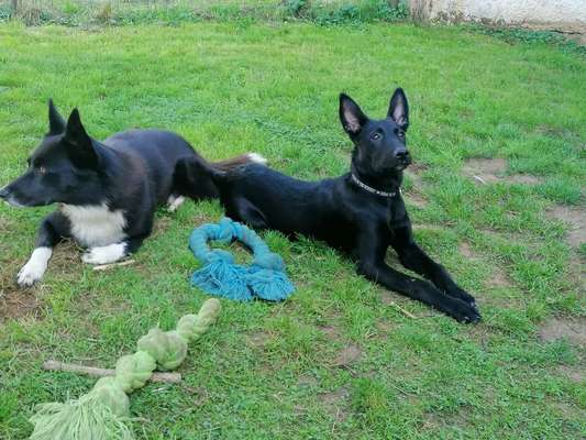 Malinois-Beitrag-Bild