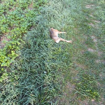 Giftköder-Toter Hase am Feldrand-Bild