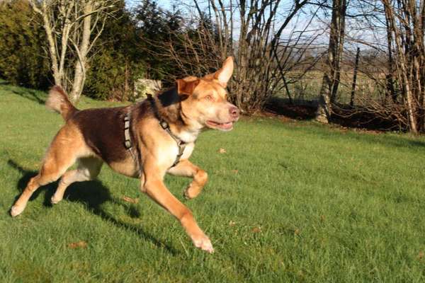 Challenge 23 : "  Euer Hund beim Frühlingserwachen "-Beitrag-Bild