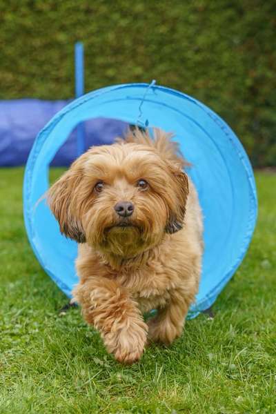 Giftköder-Kleinhunde-Agility in Oelde-Bild