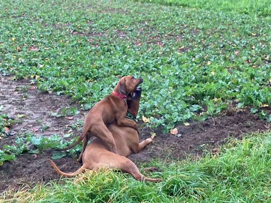 Hundetreffen-Offene Spielstunde-Bild