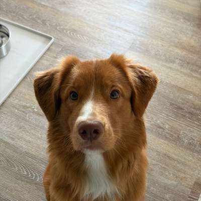 Hundetreffen-Gassi und Spiel Kumpel gesucht ☀️-Bild