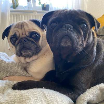 Hundetreffen-Gassirunde